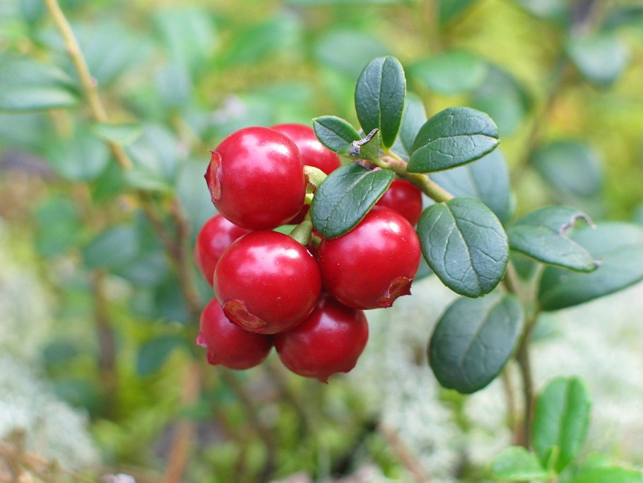 Брусника (vaccinium vitis-idaea)