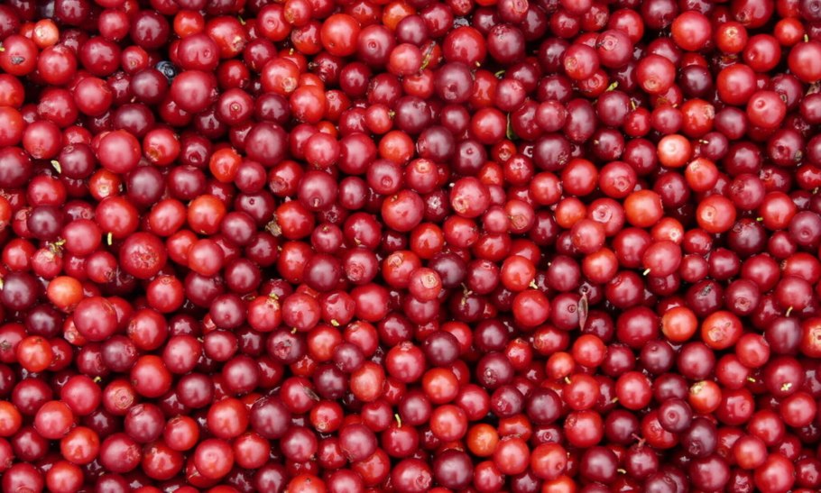 Брусника много