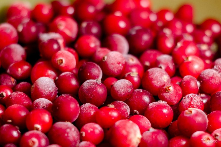 Клюква алая Заповедная