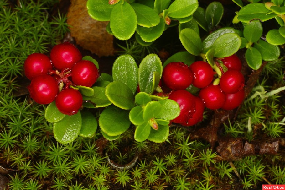 Брусника ягода