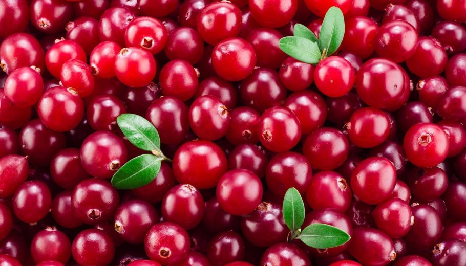 Клюква сорта ред Стар