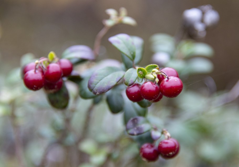 Брусника обыкновенная
