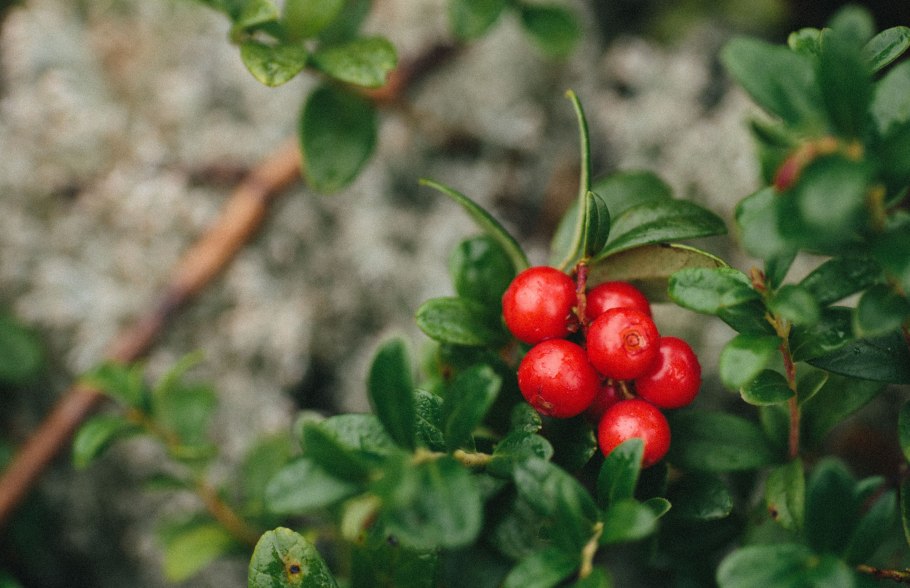 Клюква голубика Морошка