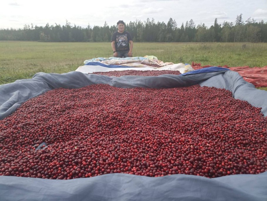 Лесные ягоды клюква