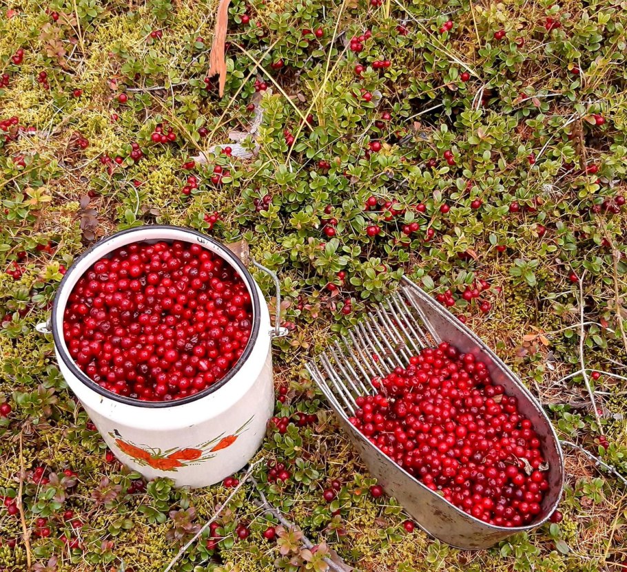 Клюква в корзинке