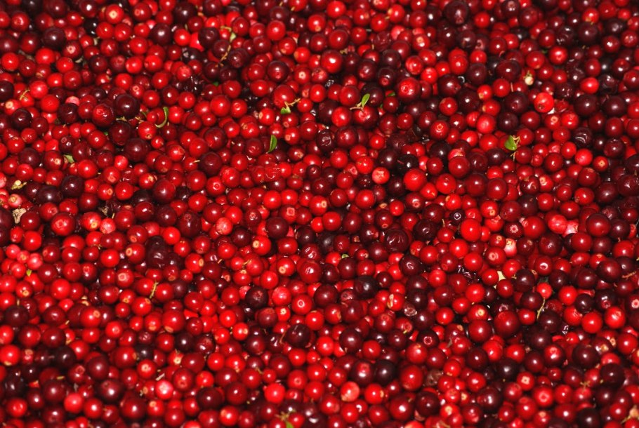 Клюква россыпь