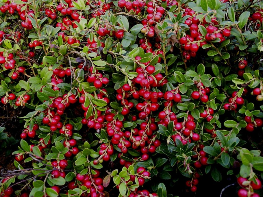 Клюква Морошка моченая брусника