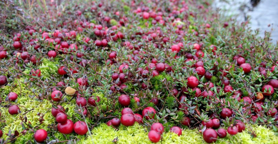 Клюква россыпь