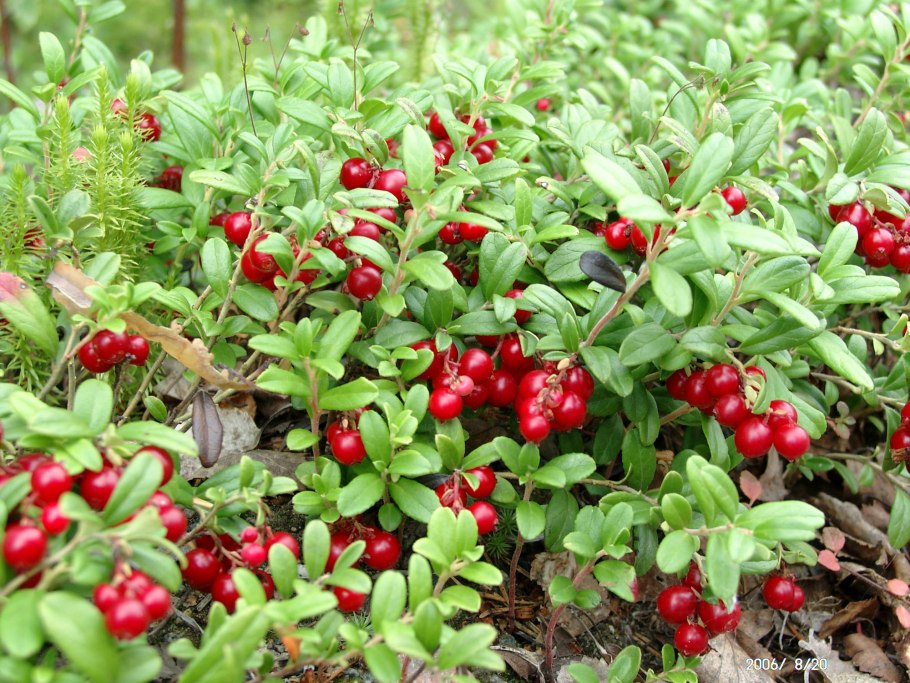 Брусника обыкновенная (Vaccinium Vitis-idaea)