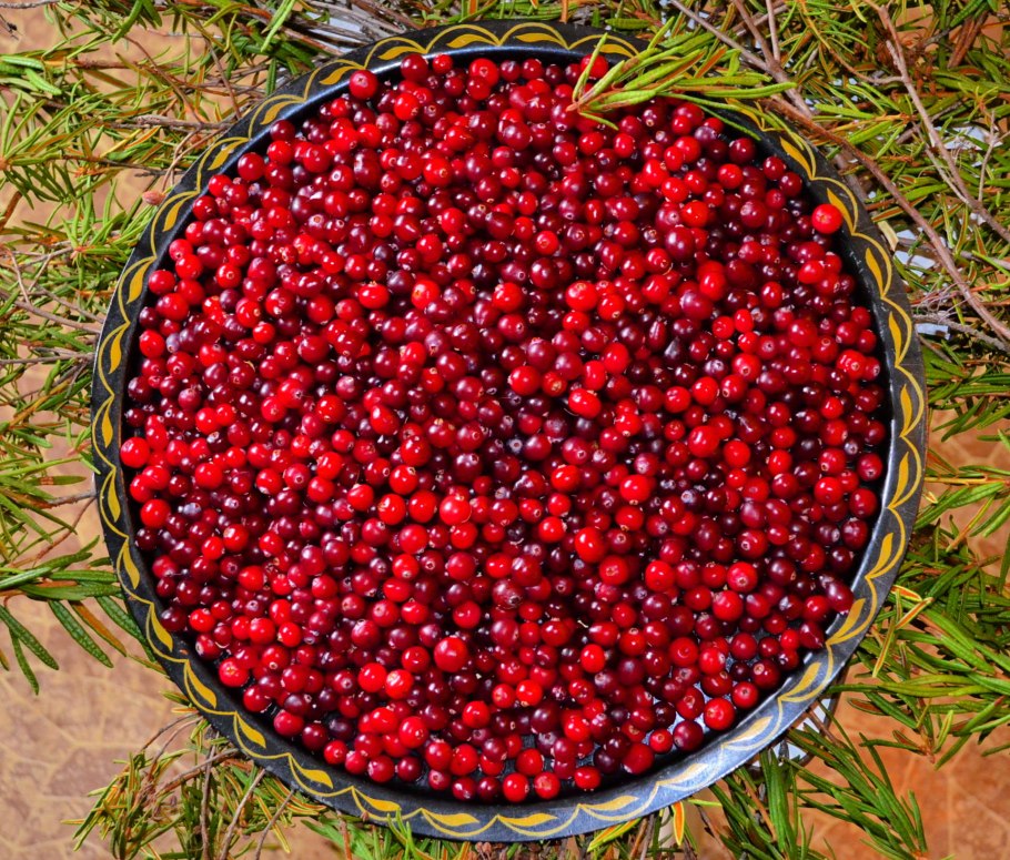 Куст брусники