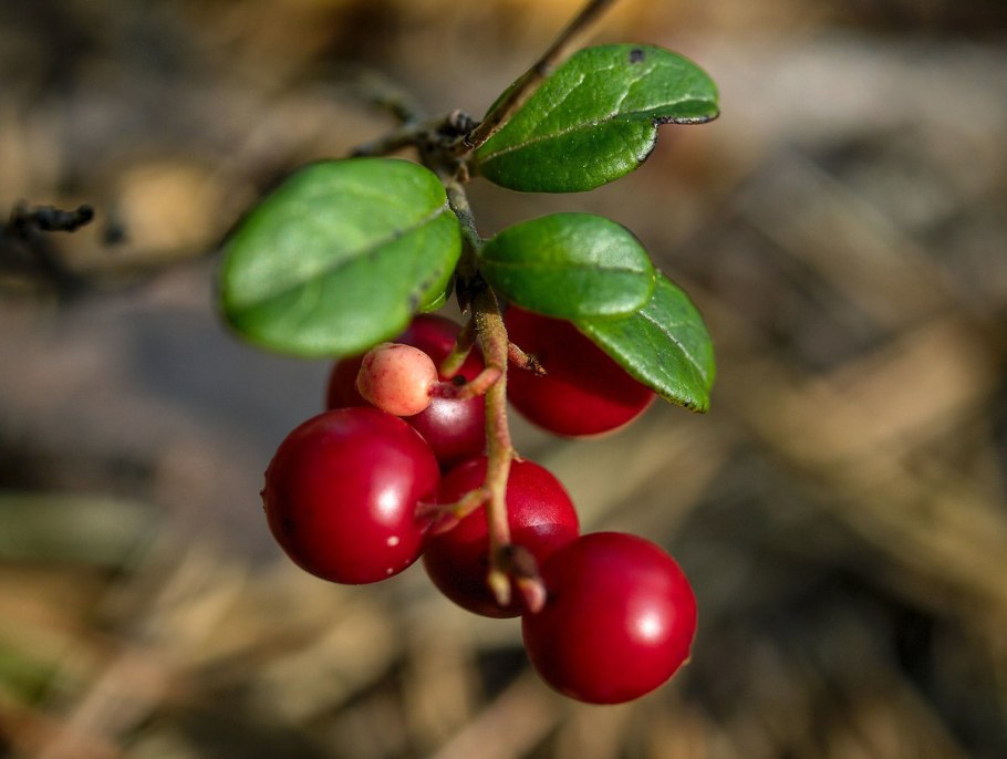Брусника на Камчатке
