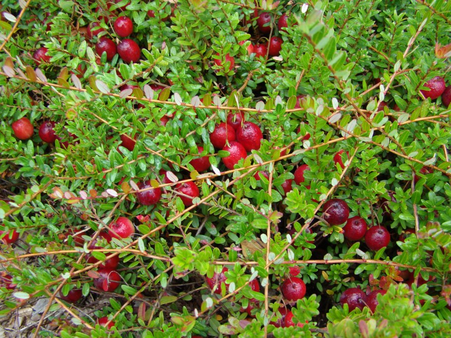 Брусника ягода