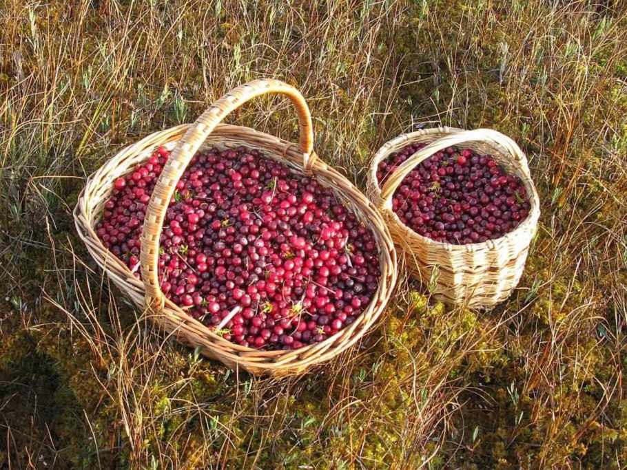 Брусника Неспелая