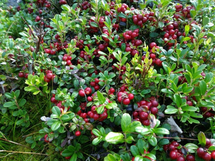 Клюква и брусника