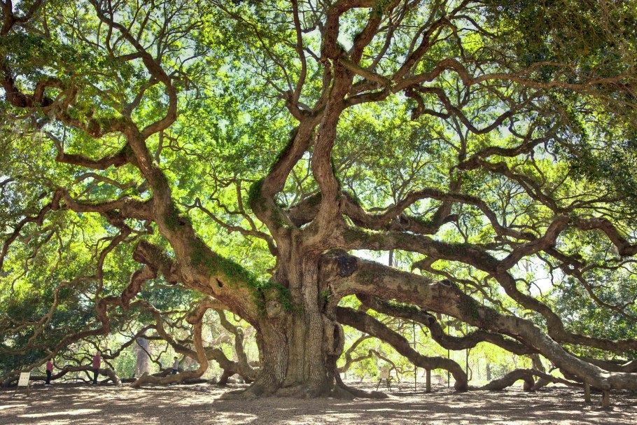 Дуб Quercus Alba