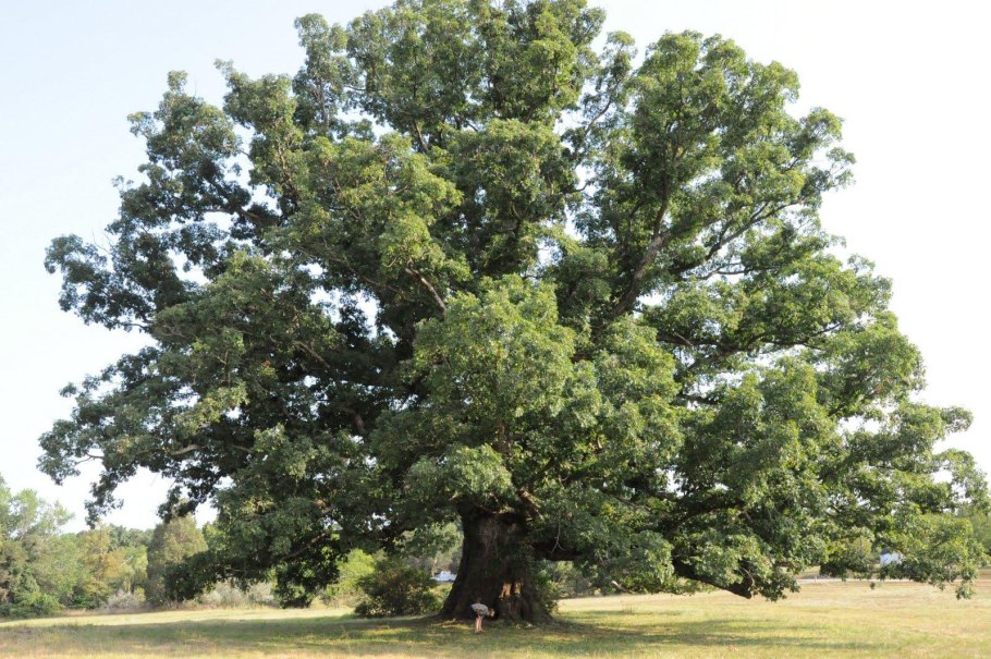 Quercus hartwissiana