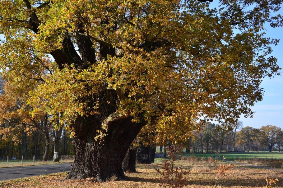 Каланхоэ бехарское Oak Leaf