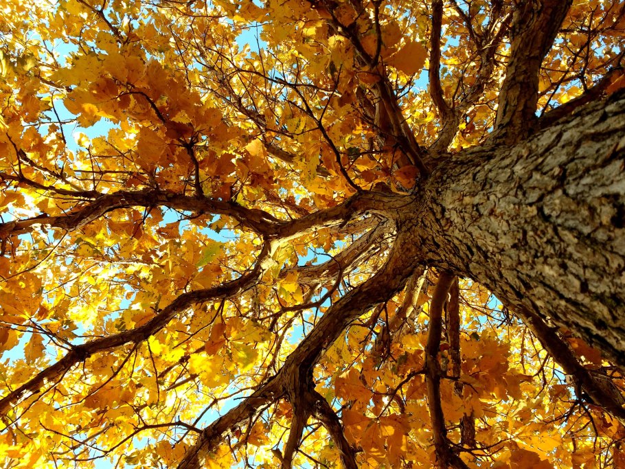 Quercus agrifolia