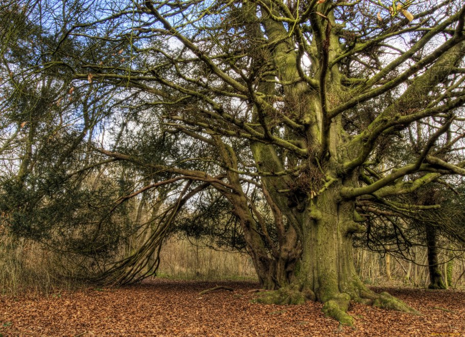 Дуб Quercus Alba