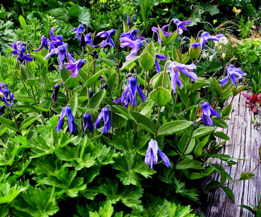 Клематис цельнолистный интегрифолия