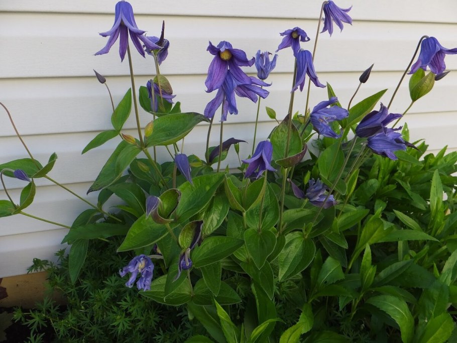 Интегрифолия клематис