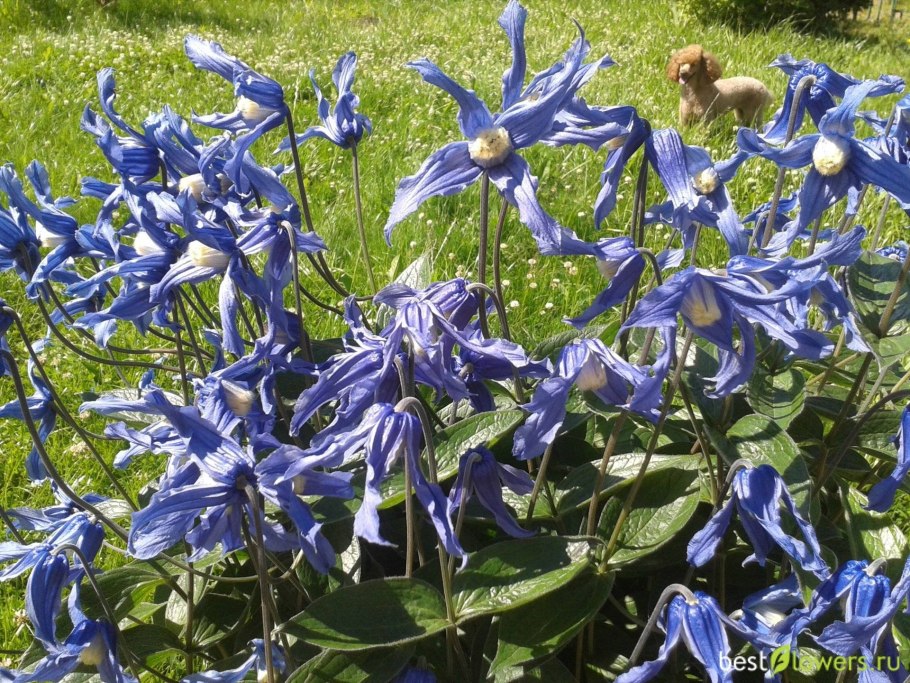 Интегрифолия клематис