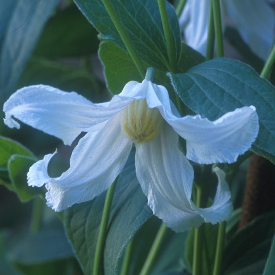 Клематис цельнолистный Альба