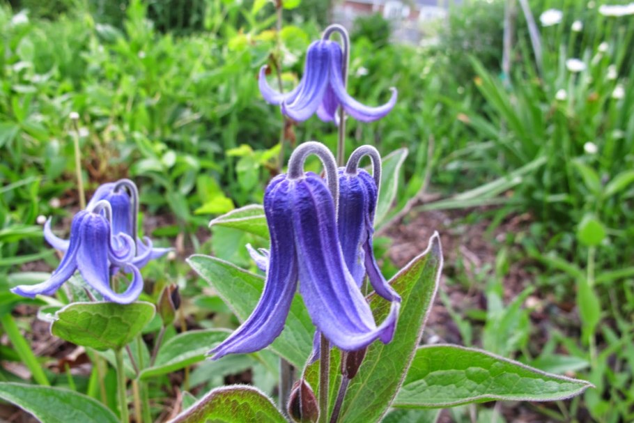 Клематис цельнолистный роогучи