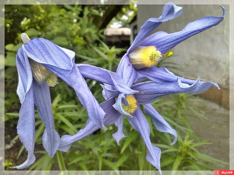 Клематис ботан.цельнолистный