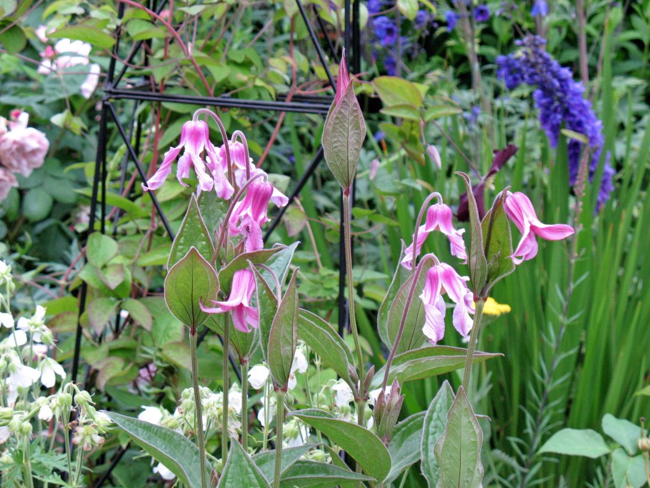 Клематис цельнолистный БЭЛЗ