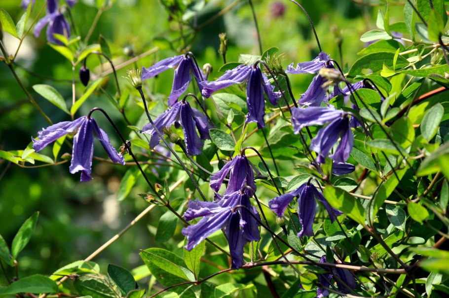 Клематис кустовой синий