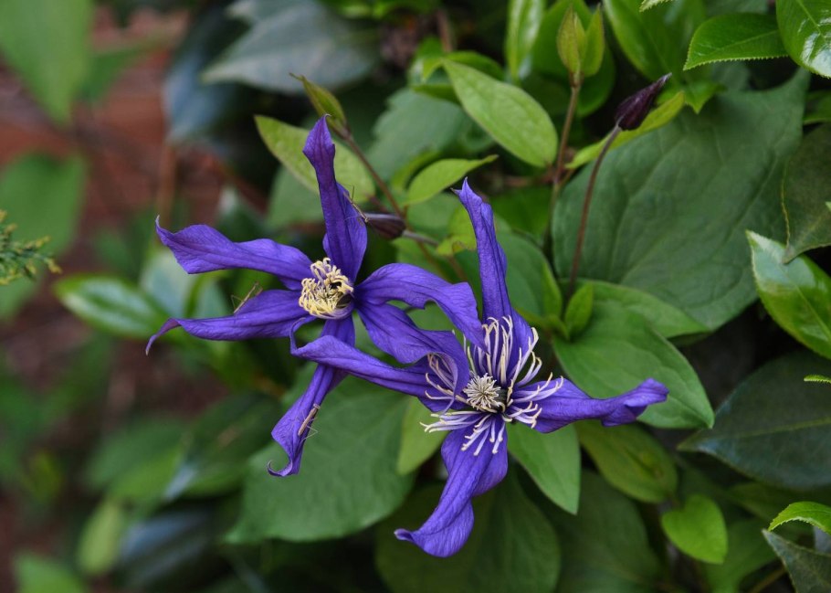 Клематис sizaia ptitsa