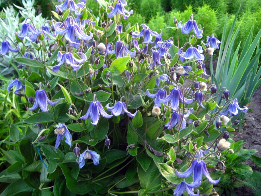 Клематис интегрифолия голубой