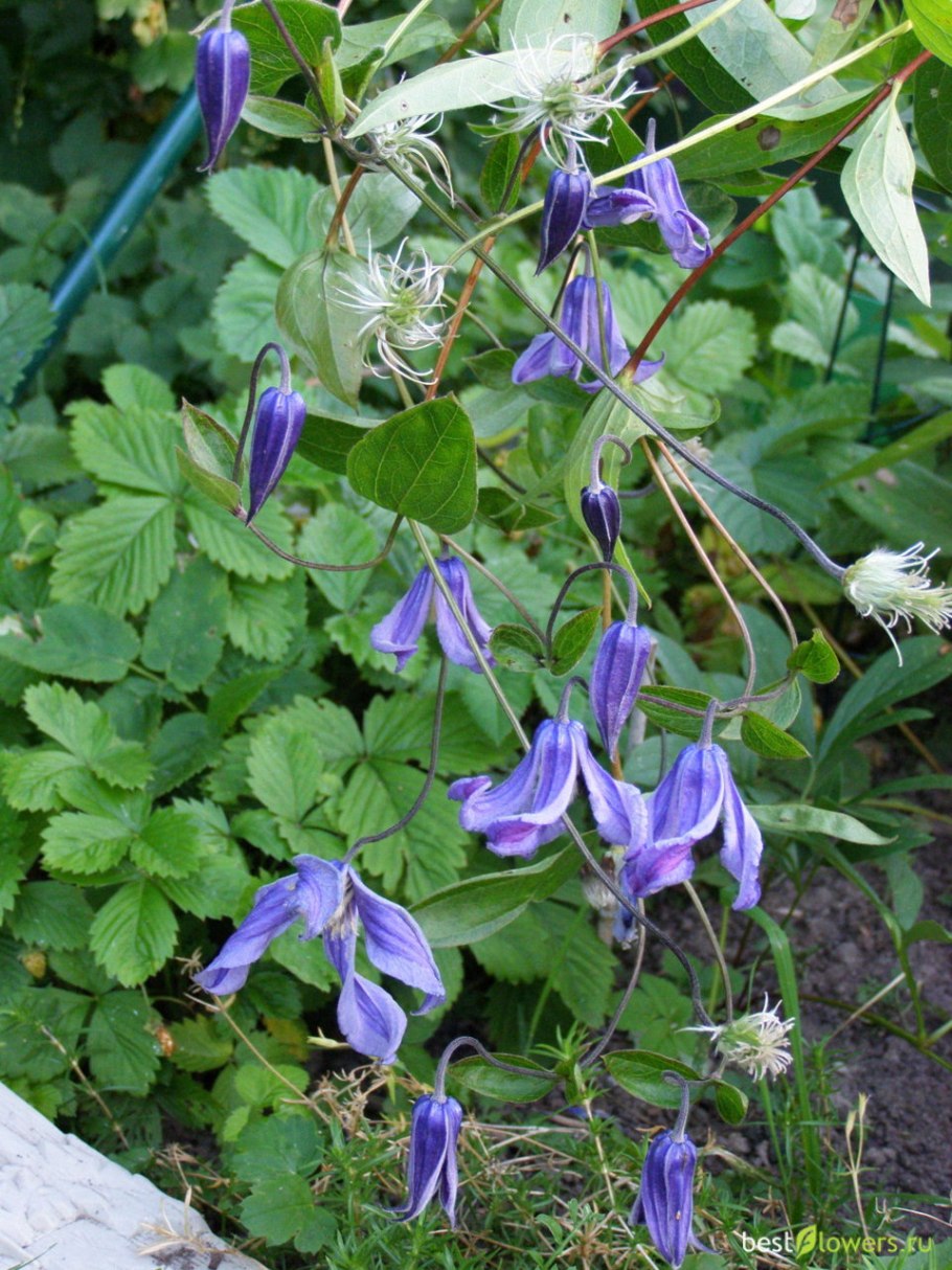 Клематис Интегрифолия голубой