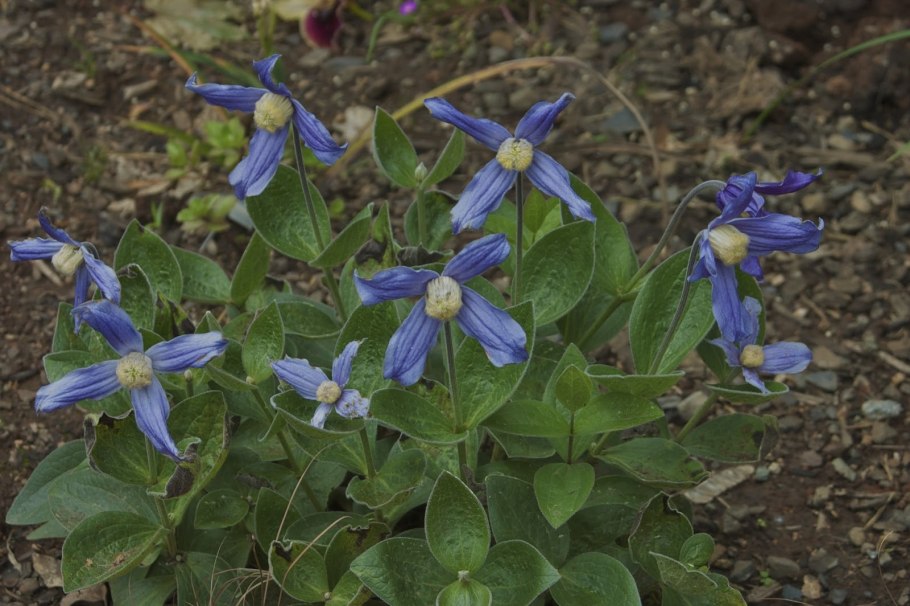 Интегрифолия клематис