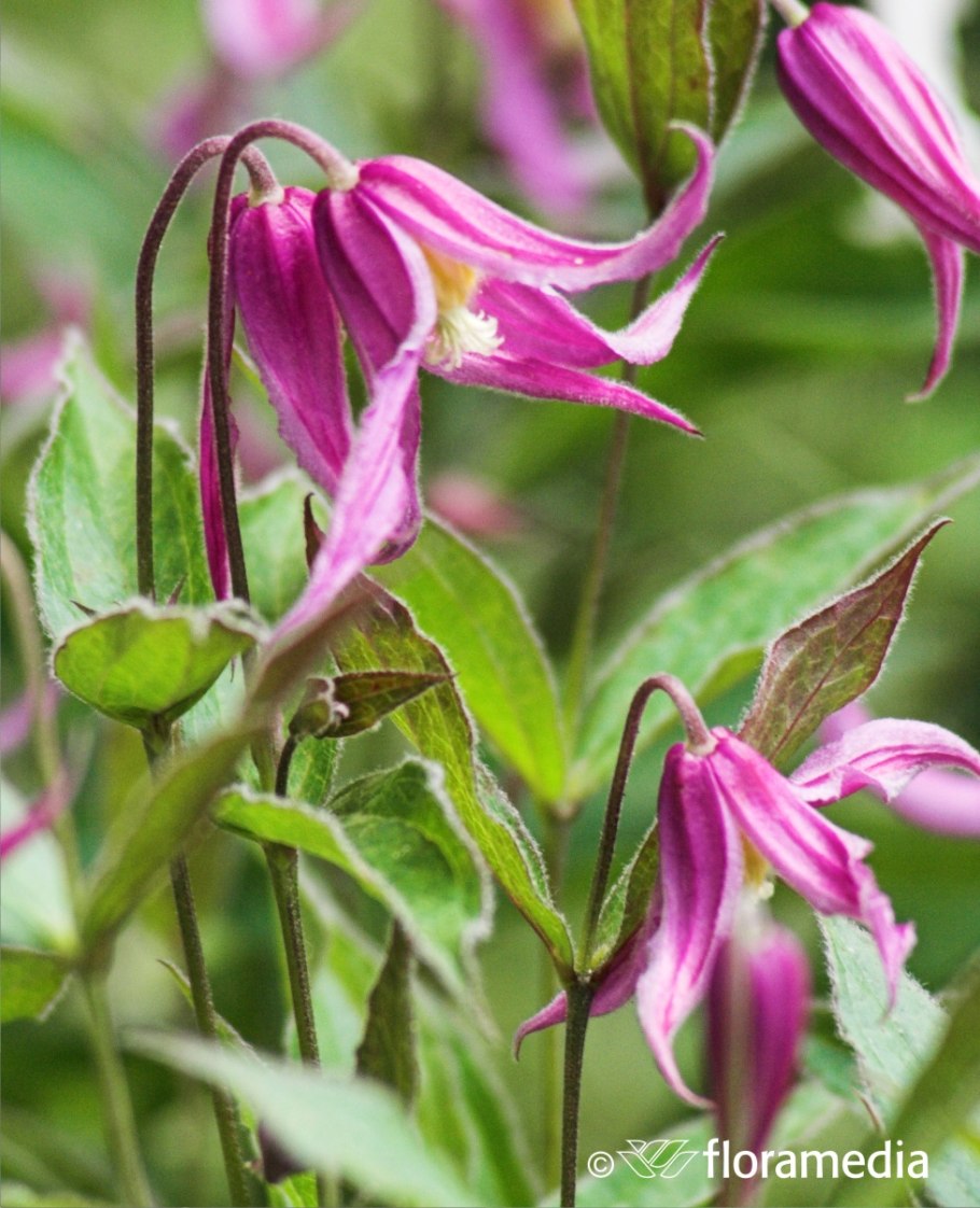 Hanajima клематис