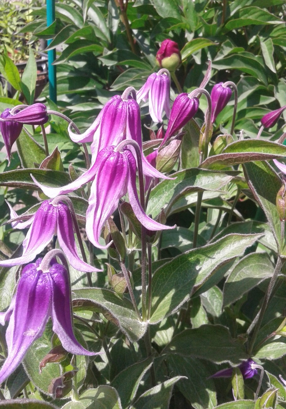 Клематис ботанический ян фопма