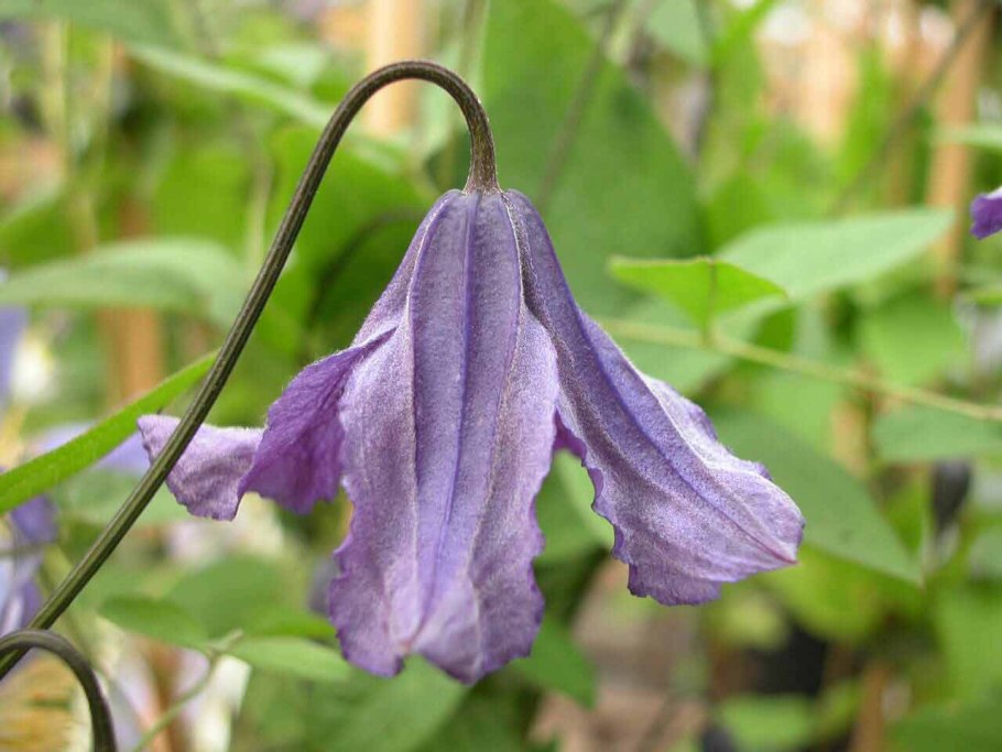 Клематис кустовой колокольчиком фиолетовый