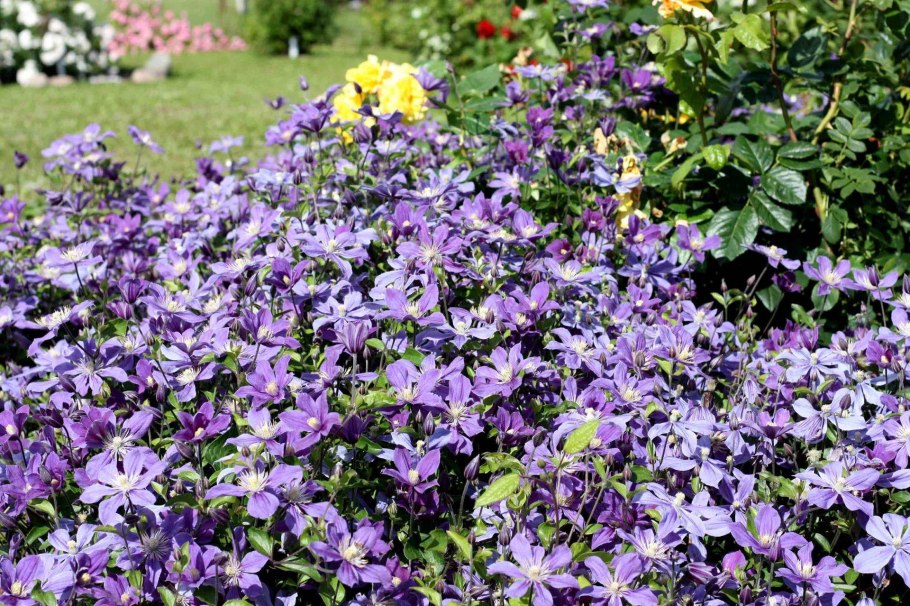 Клематис кустовой