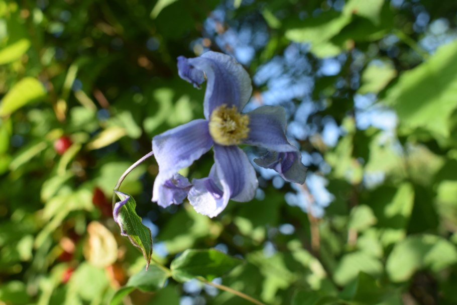 Клематис кустовой синий
