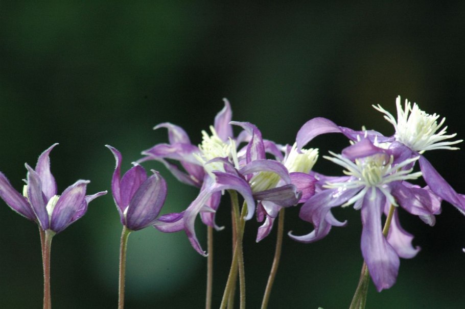 Клематис White Arabella