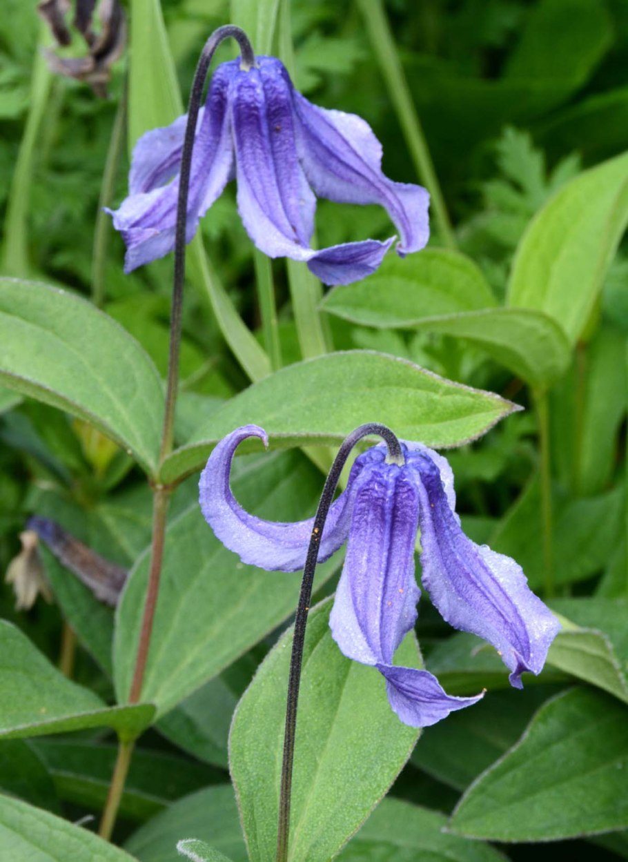 Clematis integrifolia