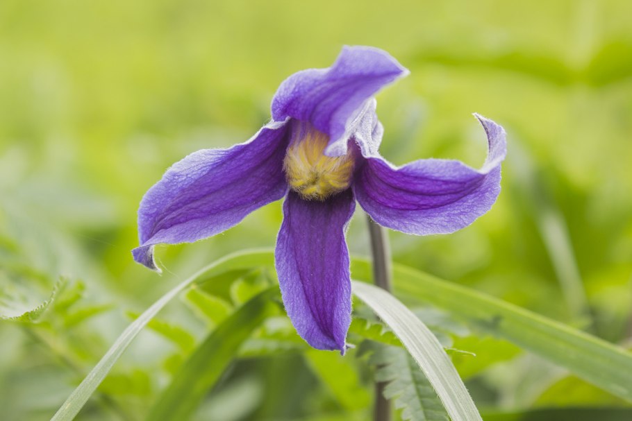 Clematis integrifolia