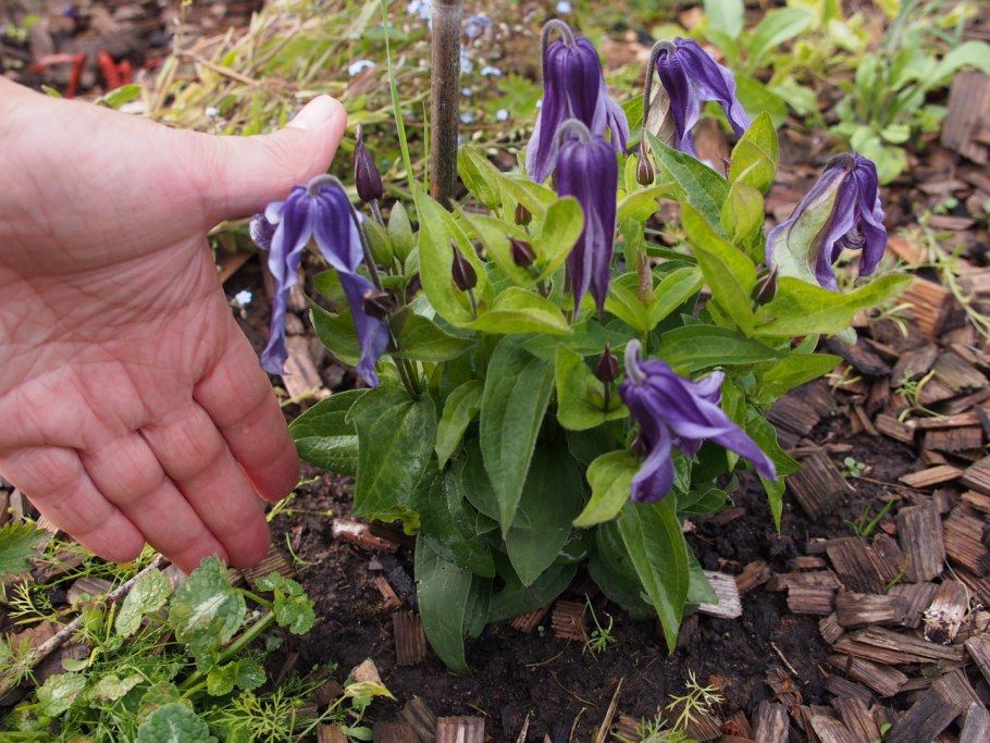 Клематис цельнолистный Литтл артист