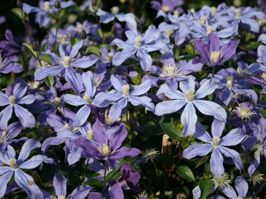 Клематис Ломонос мелкоцветковый