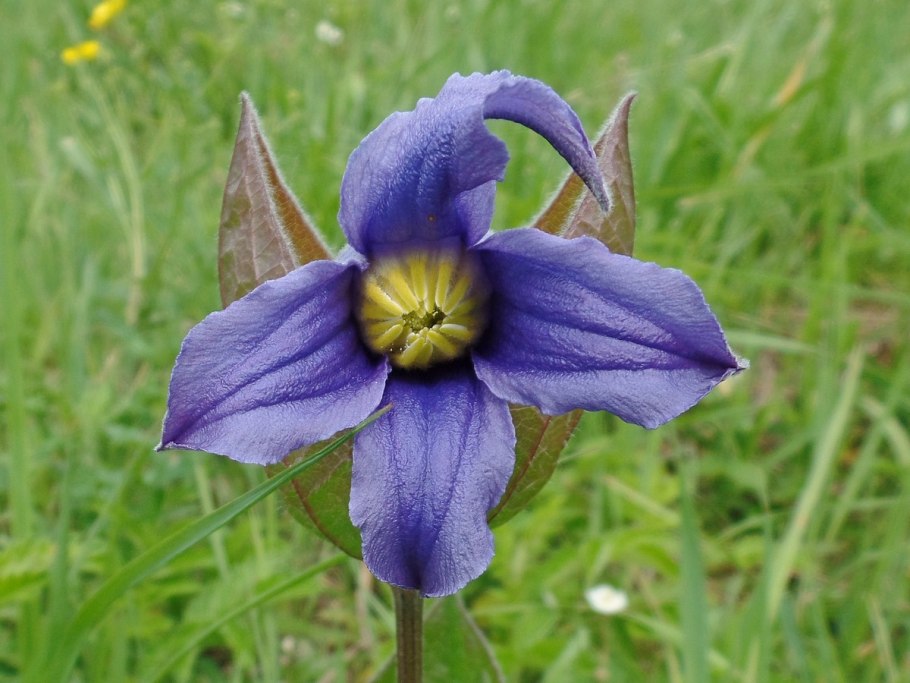 Клематис цельнолистный интегрифолия