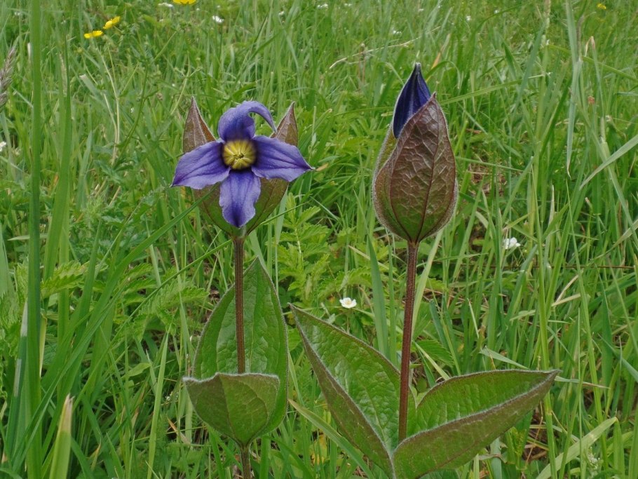 Ломонос цельнолистный цветок