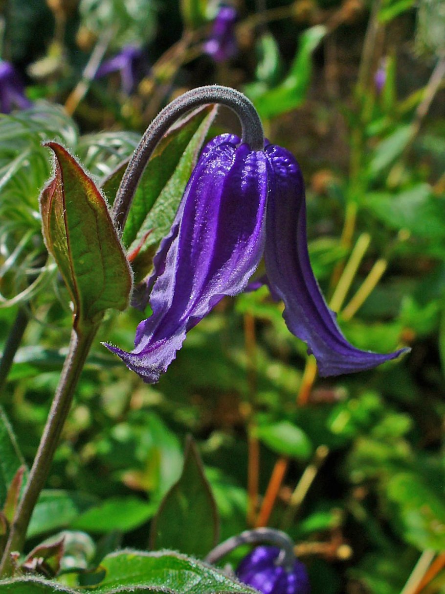 Clematis integrifolia