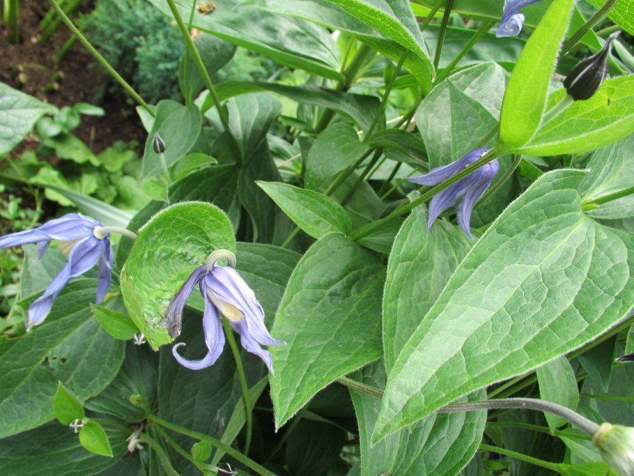 Клематис цельнолистный синий