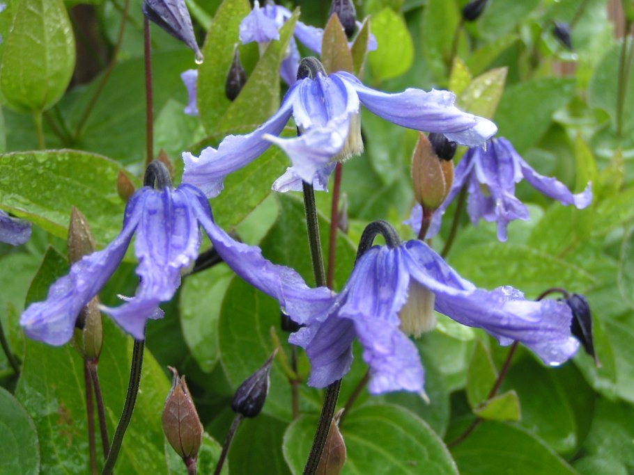 Клематис интегрифолия твинкл